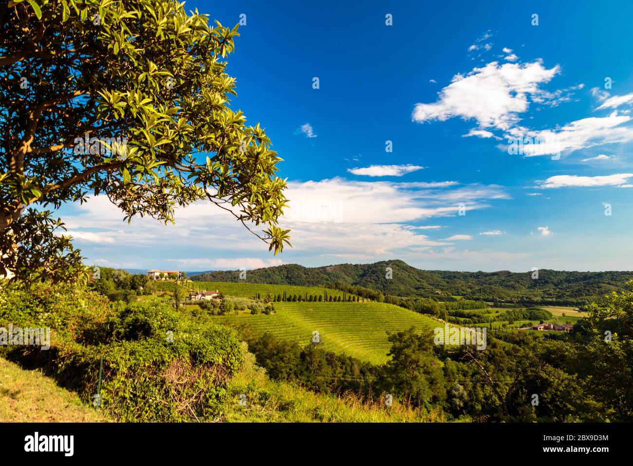 Italy slovenia border vineyard hi-res stock photography and images - Alamy