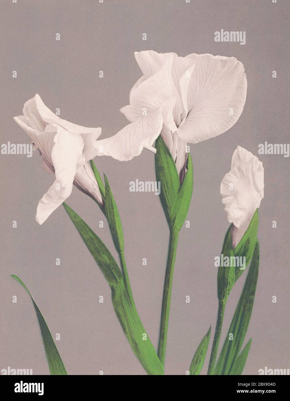 Beautiful photomechanical prints of White Irises (1887-1897) by Ogawa Kazumasa. Original from The Rijksmuseum. Stock Photo
