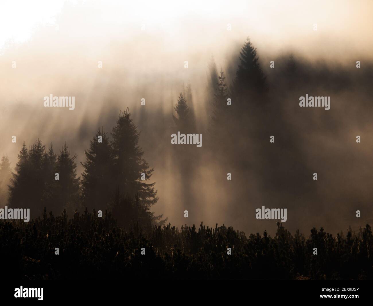 Rays of sunlight penetrate morning fog in the forest. Stock Photo