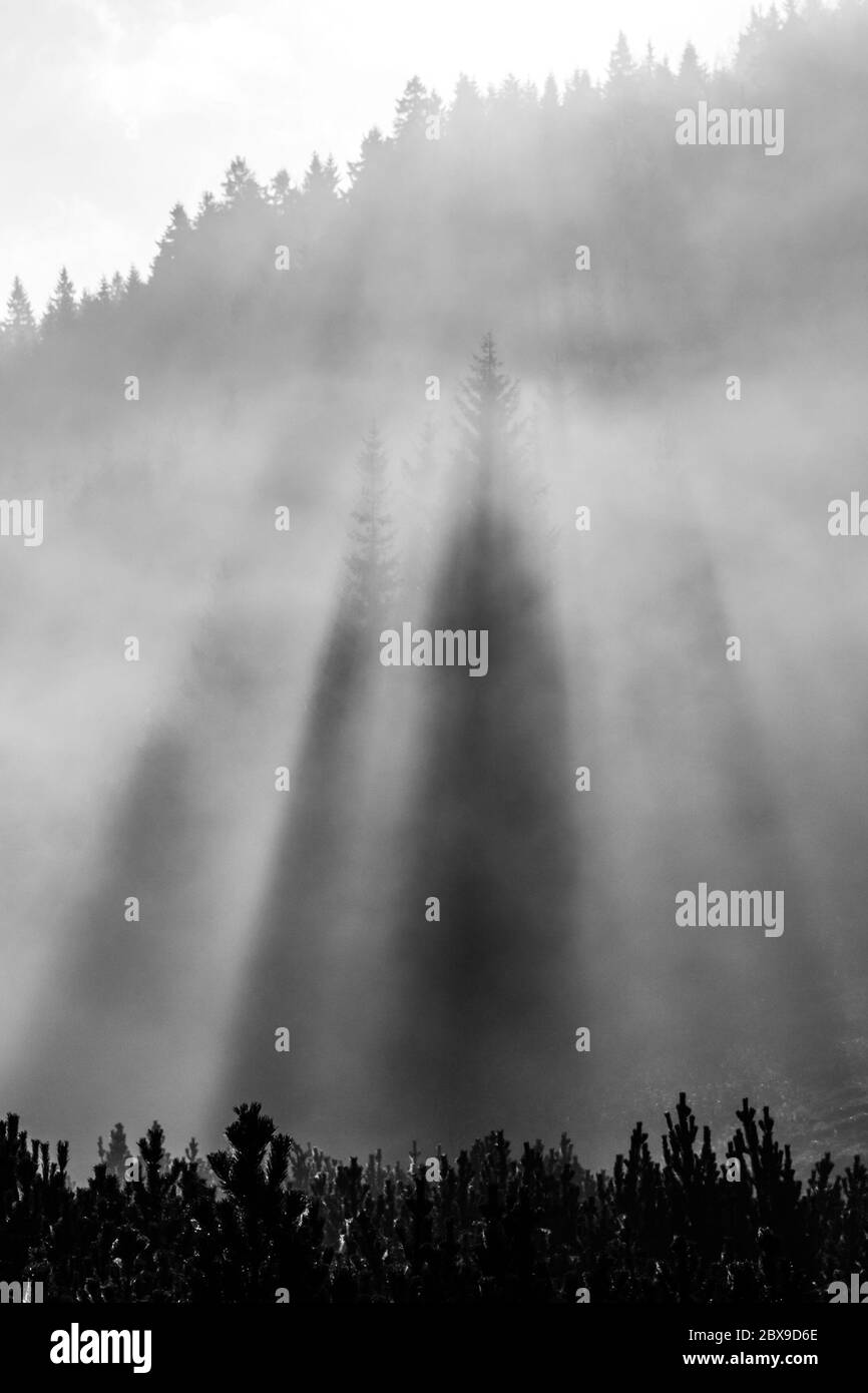 Foggy morning in the nature. Sun beams light through mist with tree silhouettes. Black and white image. Stock Photo