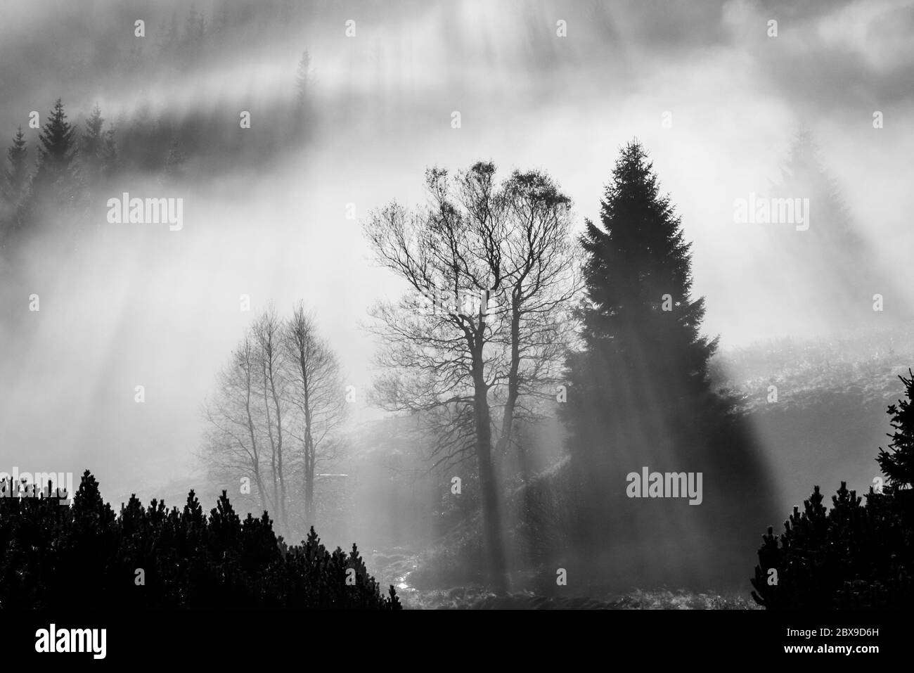 Foggy morning in the nature. Sun beams light through mist with tree silhouettes. Black and white image. Stock Photo