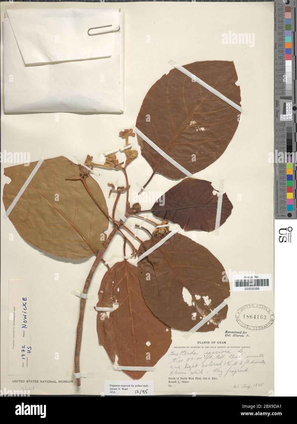 Guettarda speciosa L Guettarda speciosa L Stock Photo Alamy