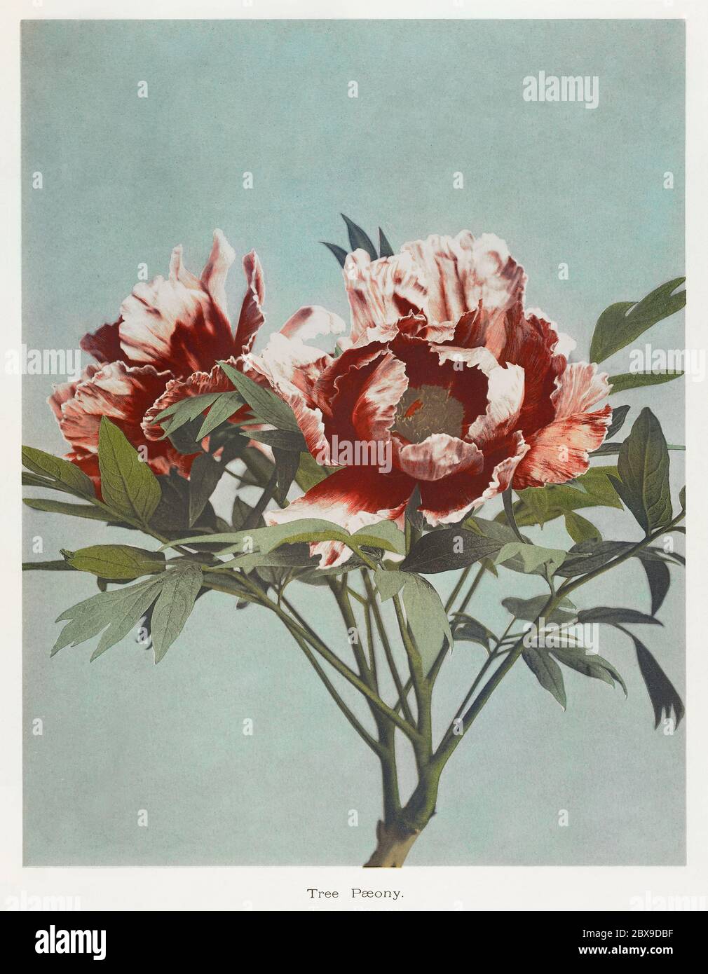 Tree Peony, hand-colored collotype from Some Japanese Flowers (1896) by Kazumasa Ogawa. Original from the J. Paul Getty Museum. Stock Photo