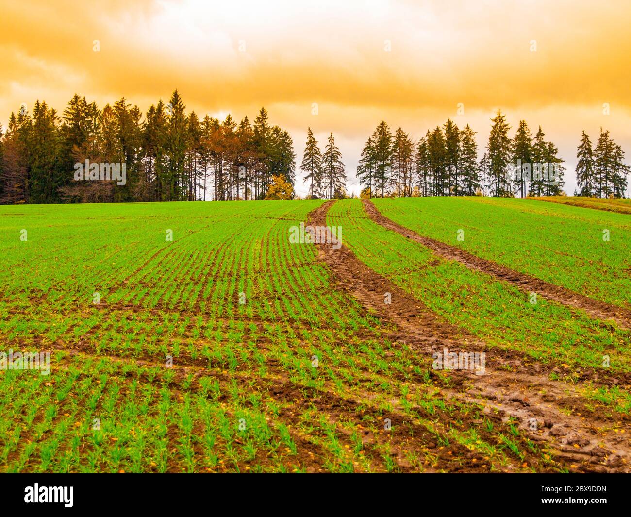 Freshly planted wheat crop hires stock photography and images Alamy