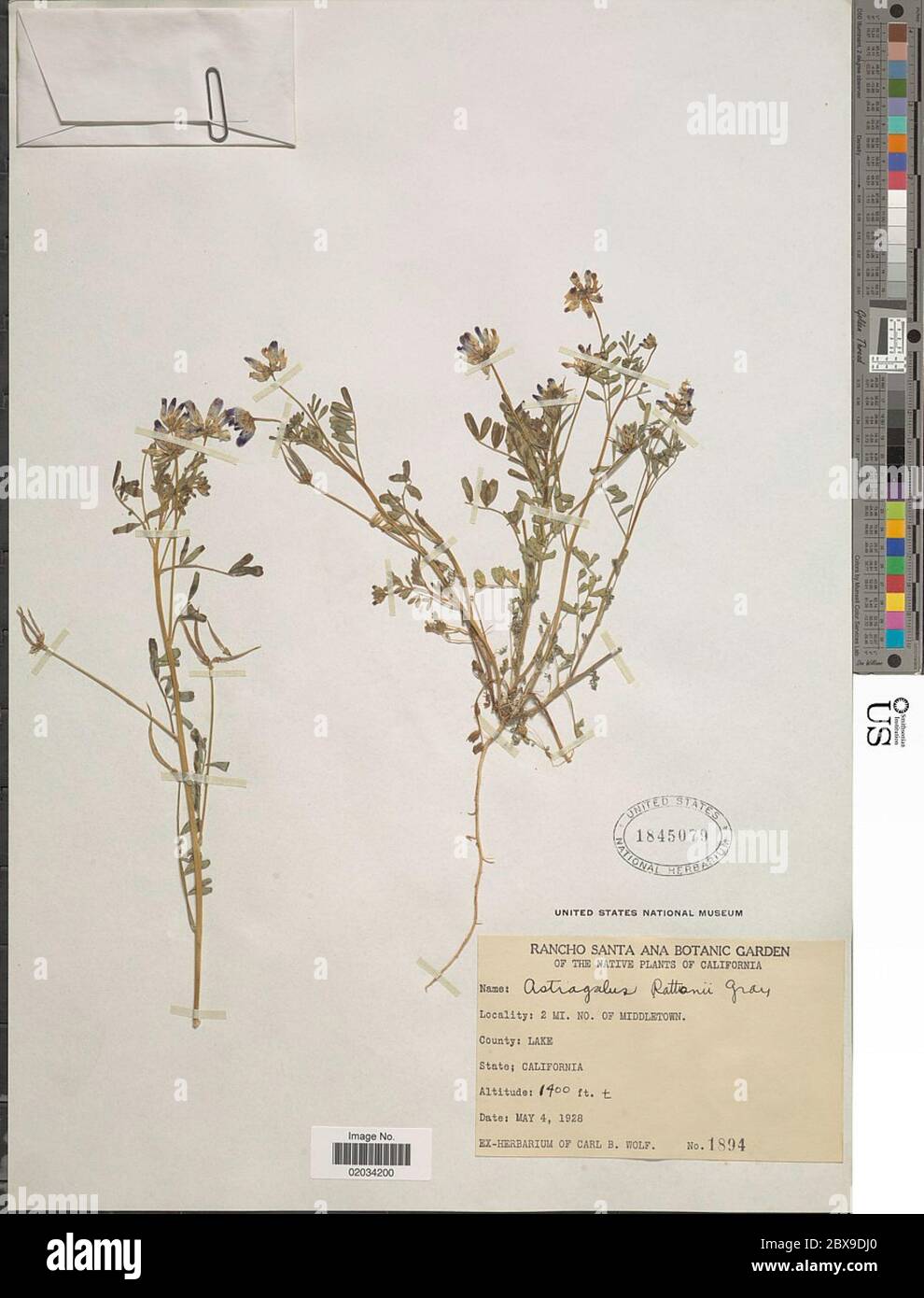 Astragalus rattanii A Gray Astragalus rattanii A Gray. Stock Photo