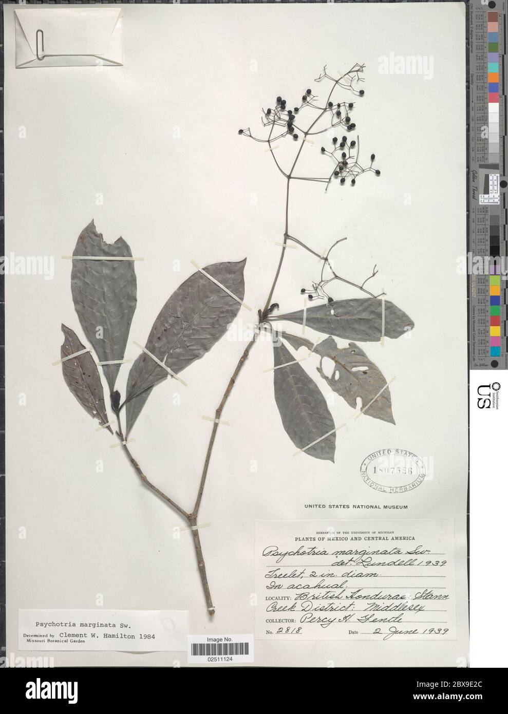 Psychotria marginata Sw Psychotria marginata Sw. Stock Photo