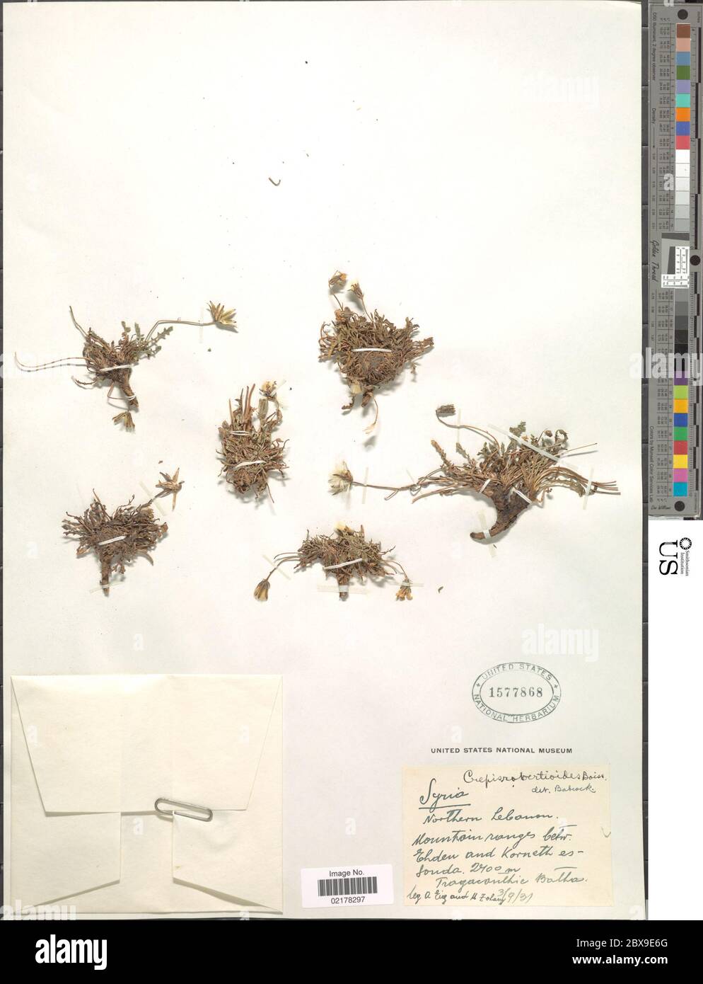 Crepis robertioides Boiss Crepis robertioides Boiss. Stock Photo