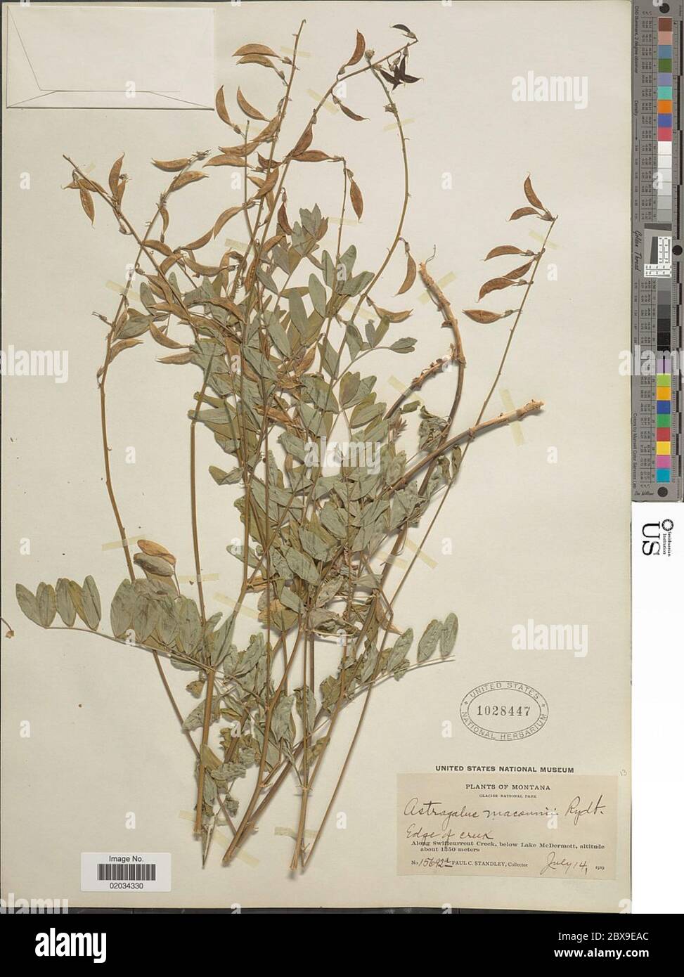 Astragalus robbinsii var macounii ined Astragalus robbinsii var macounii ined. Stock Photo