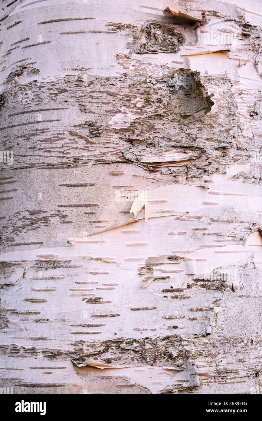 Close up of the texture of the bark of a silver birch Stock Photo