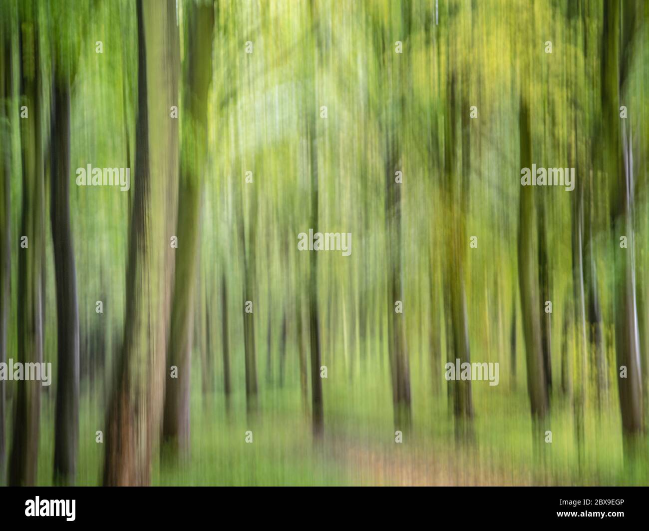 Intentional camera movement shot of forest creating a dreamy, otherworldly feel Stock Photo