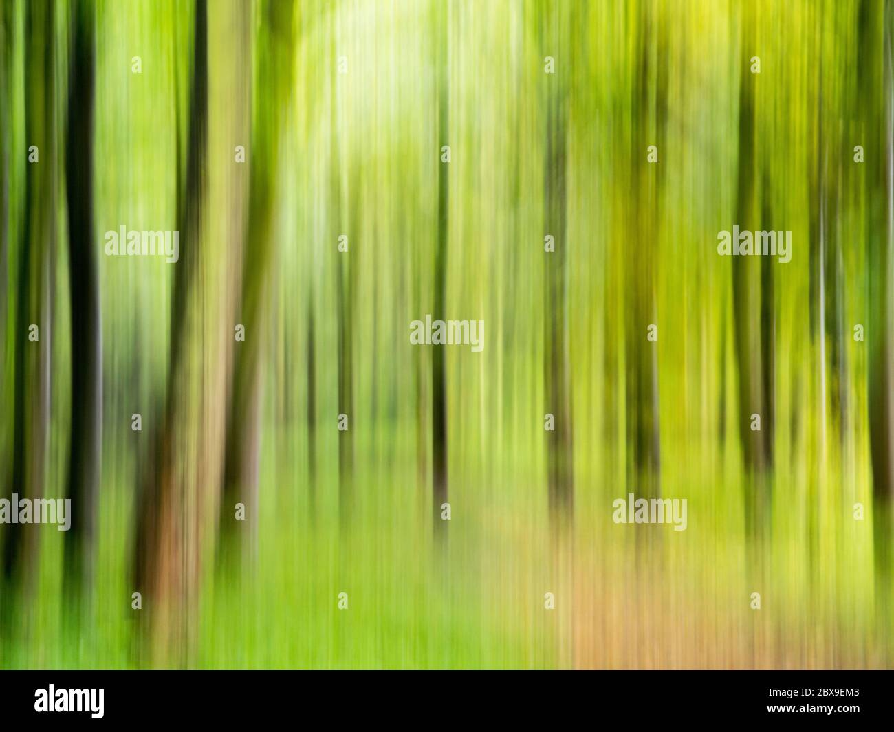 Intentional camera movement shot of forest creating a dreamy, otherworldly feel Stock Photo