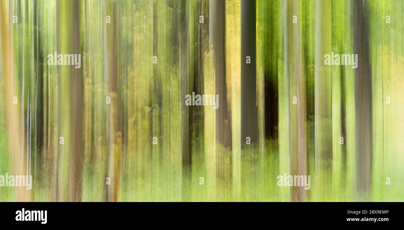 Intentional camera movement shot of forest creating a dreamy, otherworldly feel Stock Photo