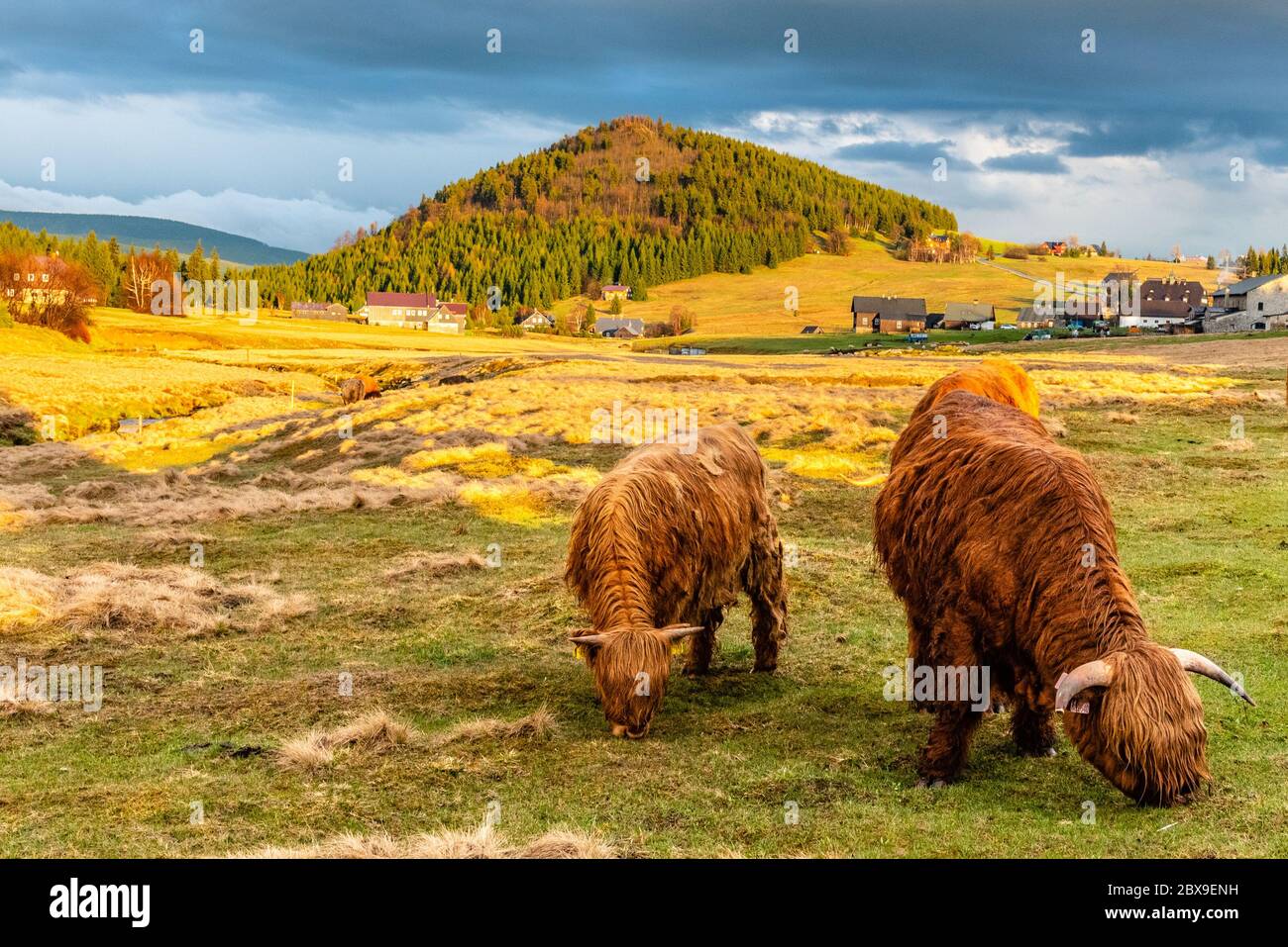 Highland cattle - Scottish breed of rustic cattle in Jizerka village with Bukovec mountain on the background. Jizera Mountains, Czech Republic. Stock Photo