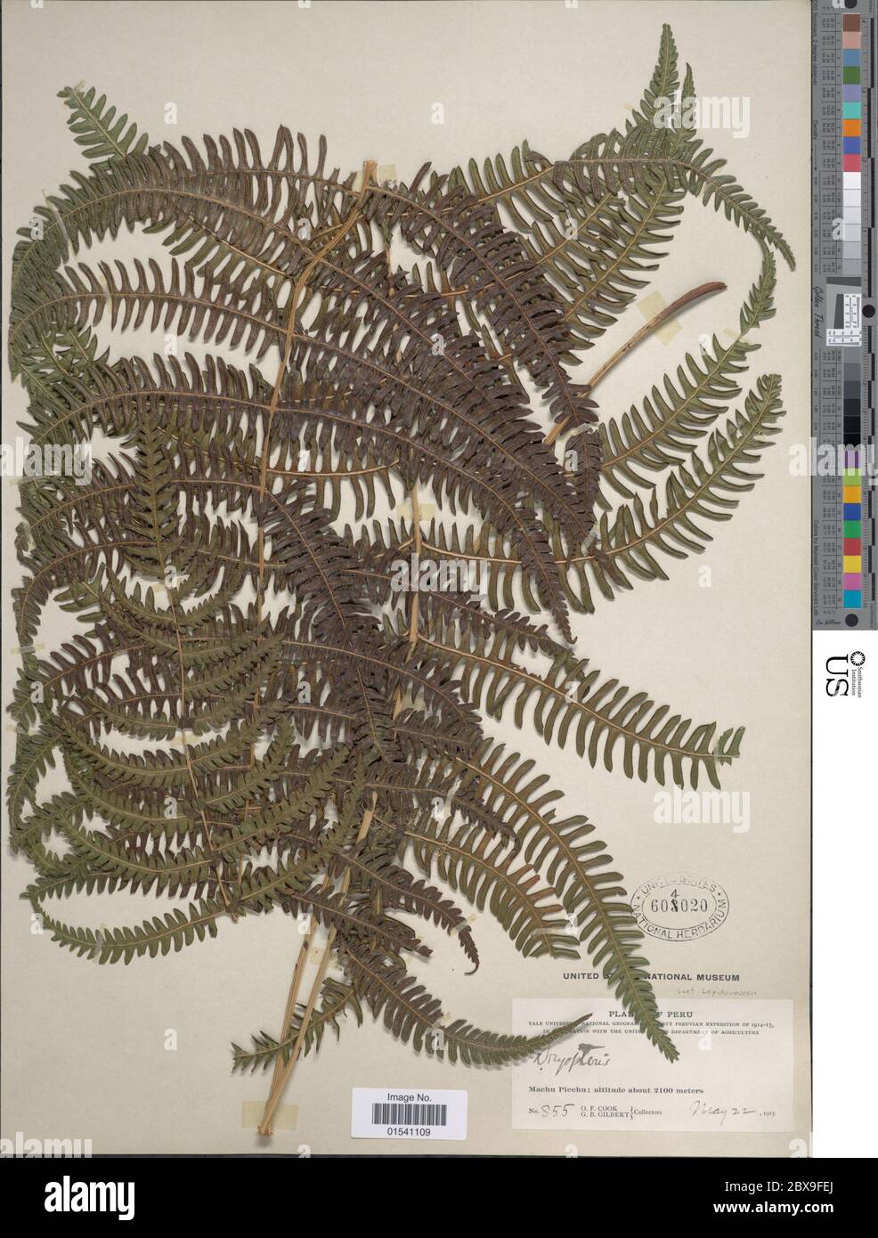 Fern species catalog hi-res stock photography and images - Alamy