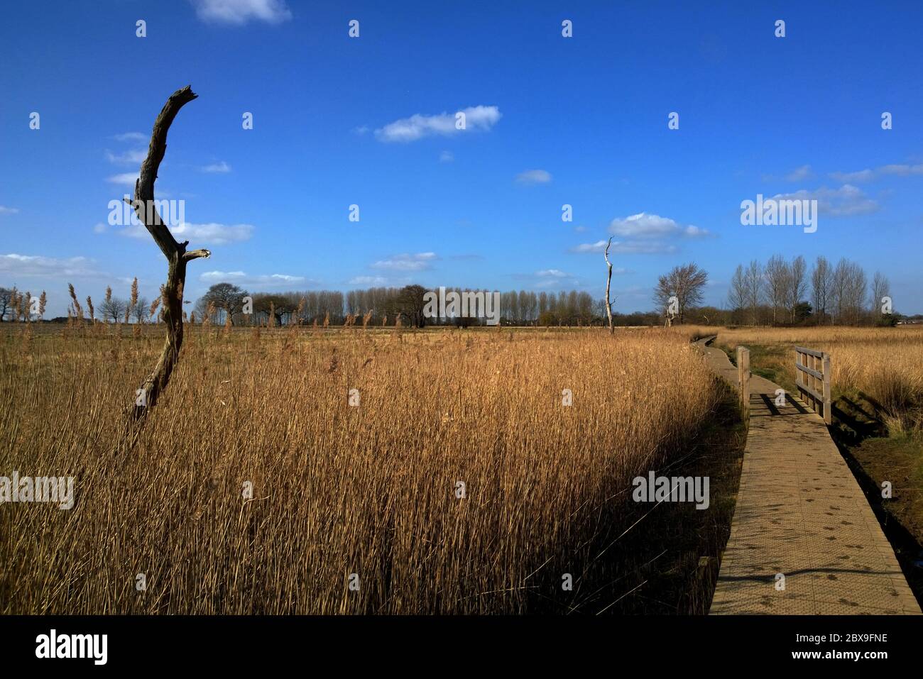 Snape Tree Scene Snape tree suffolk hi-res stock photography and images - Alamy