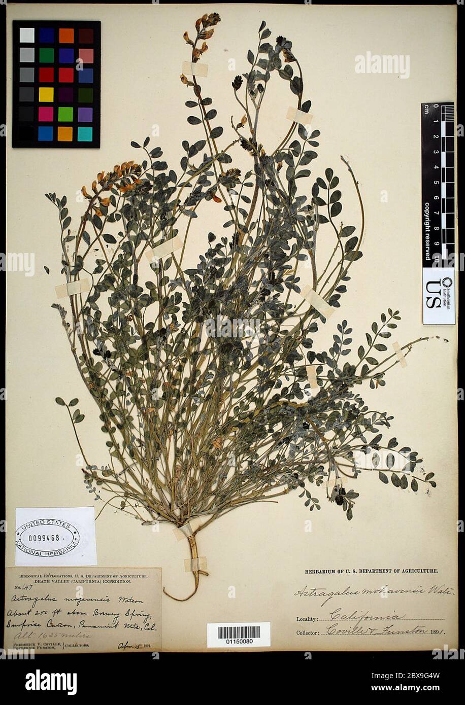 Astragalus mohavensis S Watson Astragalus mohavensis S Watson. Stock Photo
