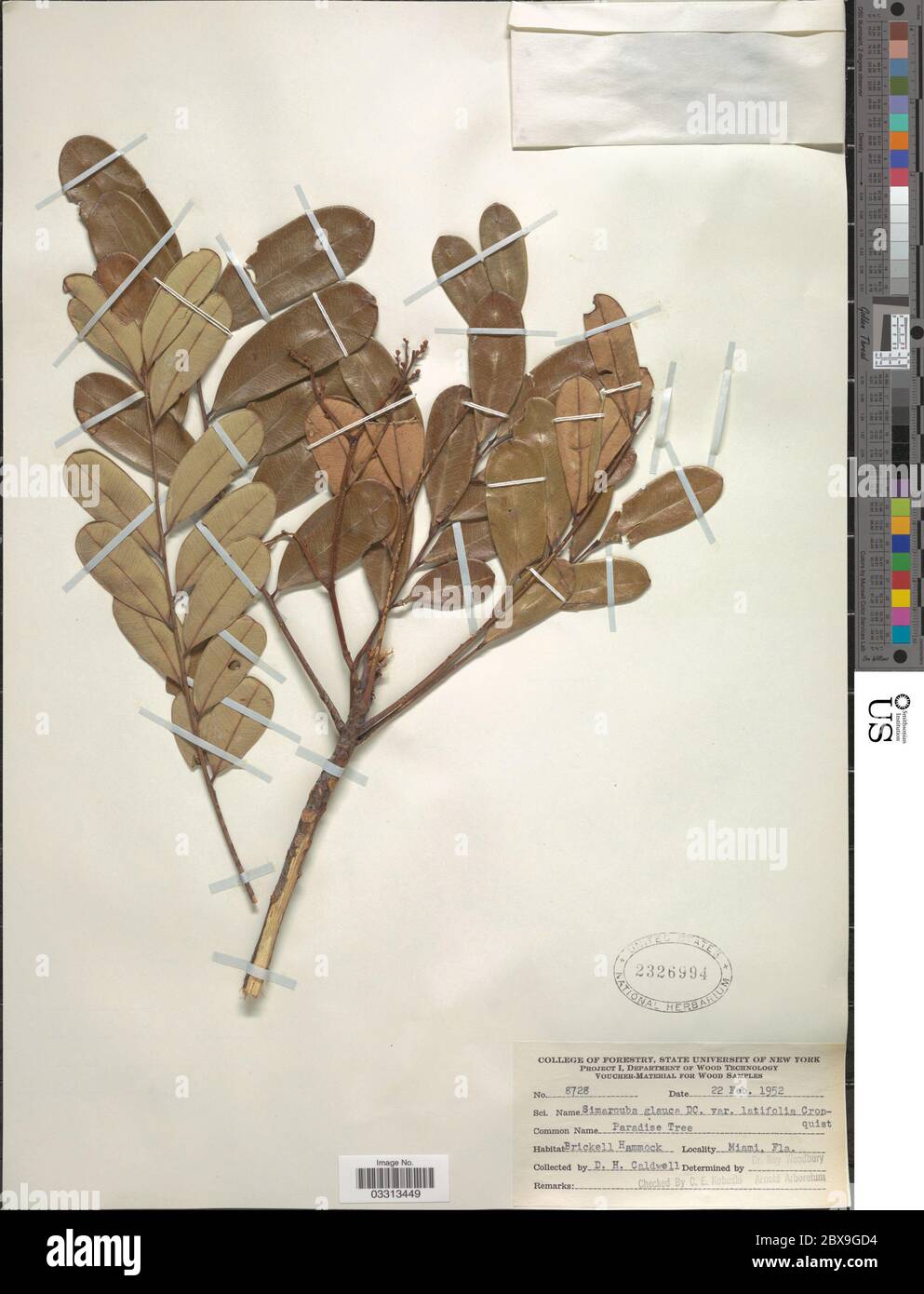 Simarouba glauca DC Simarouba glauca DC Stock Photo Alamy