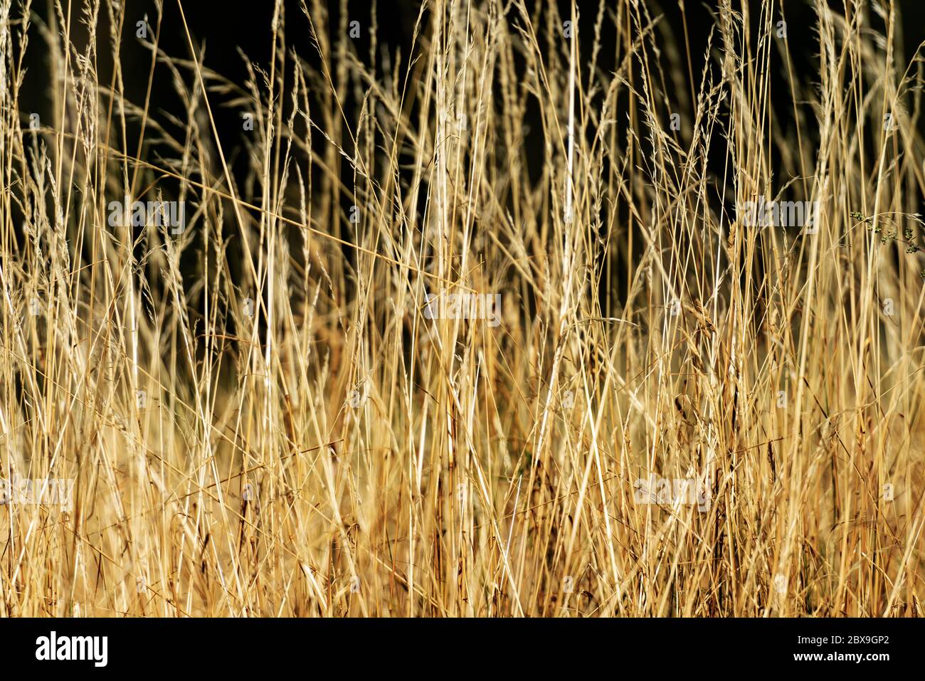 Uncultivated tall grass hi-res stock photography and images - Alamy