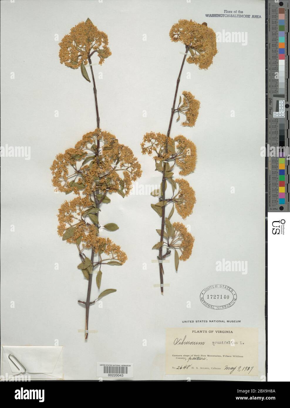 Viburnum prunifolium L Viburnum prunifolium L Stock Photo Alamy