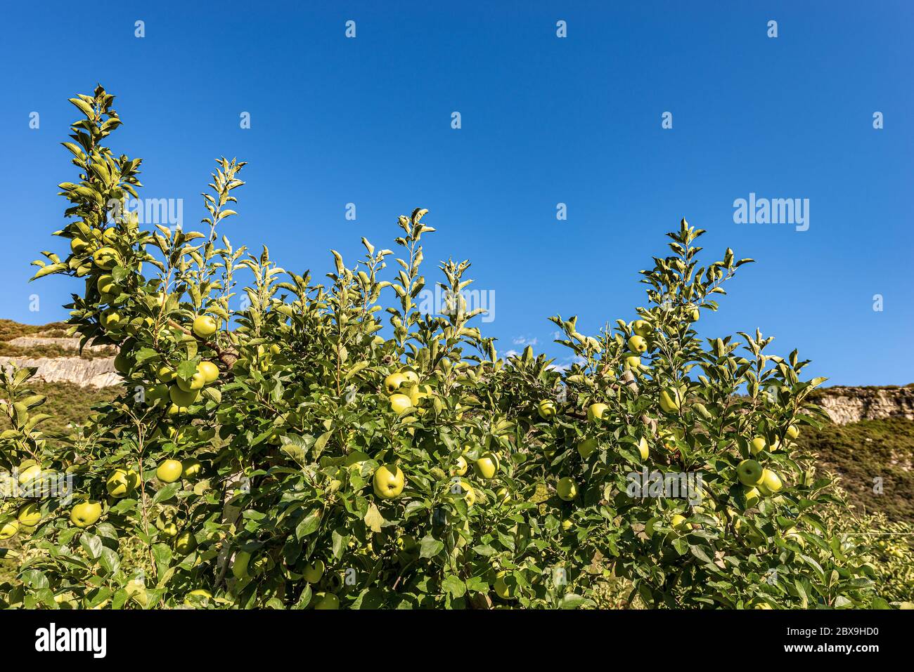 Orchard with green apples (Granny Smith) in mountain, Italian Alps, Trentino Alto Adige, Italy, Europe Stock Photo