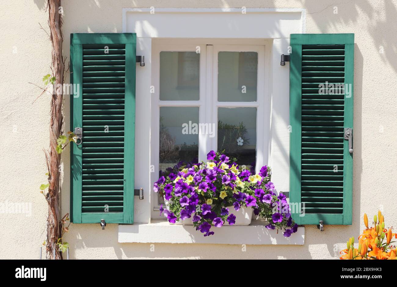 beautiful old window with green shutters and purple flowers on the window sill and a vine growing up on the facade Stock Photo