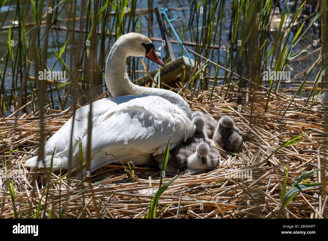 Mute swan (Cygnus olor) on nest with newly hatched out cygnets Stock Photo