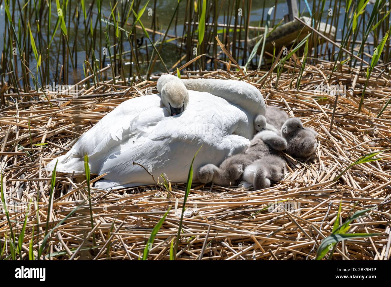 Mute swan (Cygnus olor) with newly hatched out cygnets on a nest made of old reeds Stock Photo