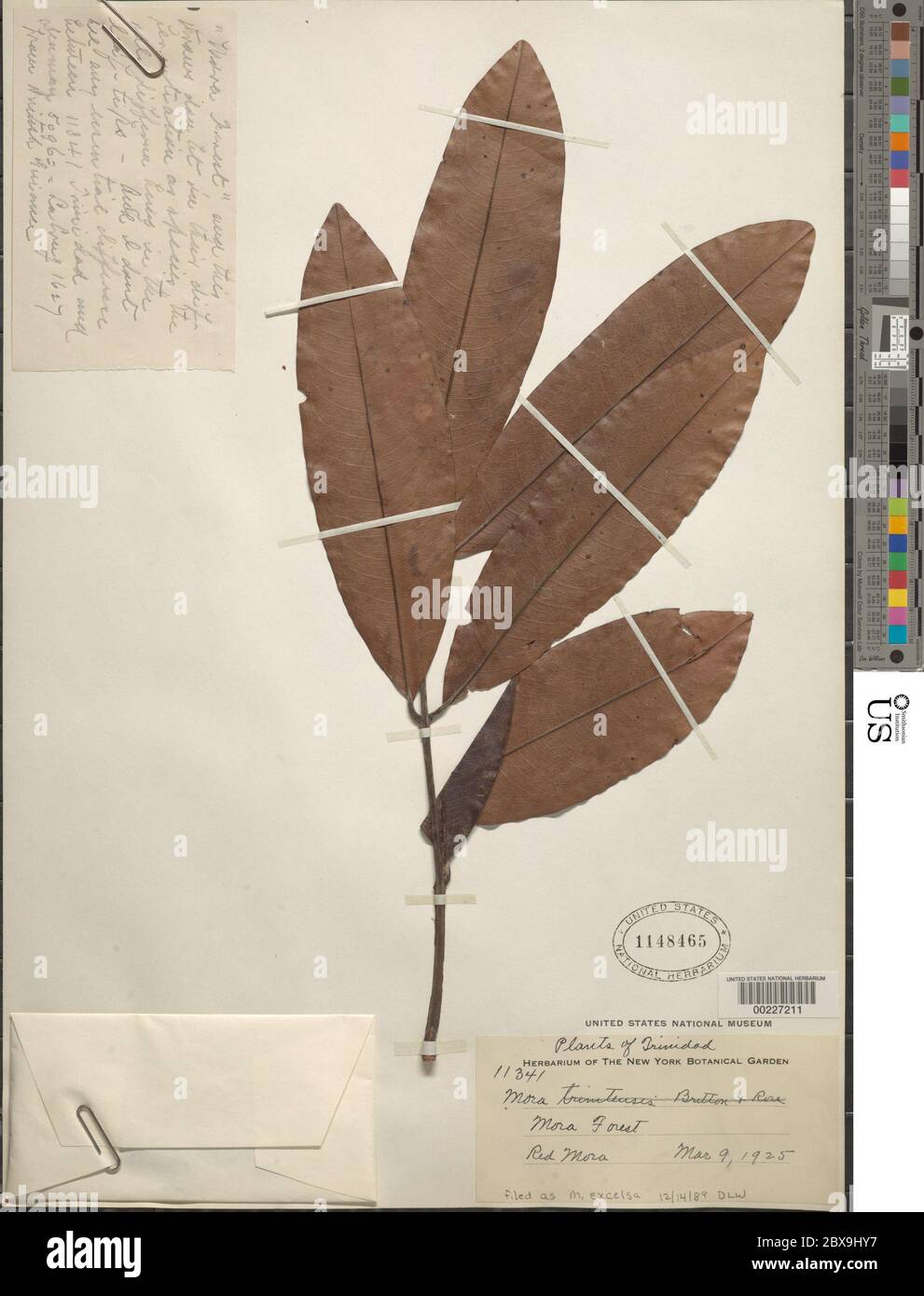 Mora excelsa Benth Mora excelsa Benth Stock Photo Alamy