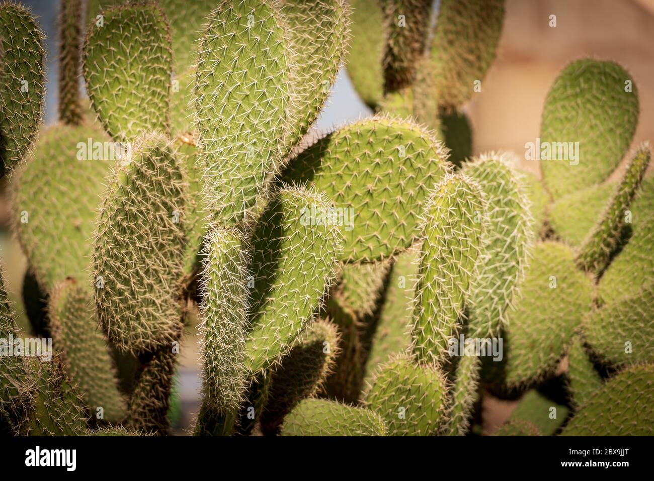 Closeup of a green cactus in Egypt Africa. Succulent Plant Stock Photo
