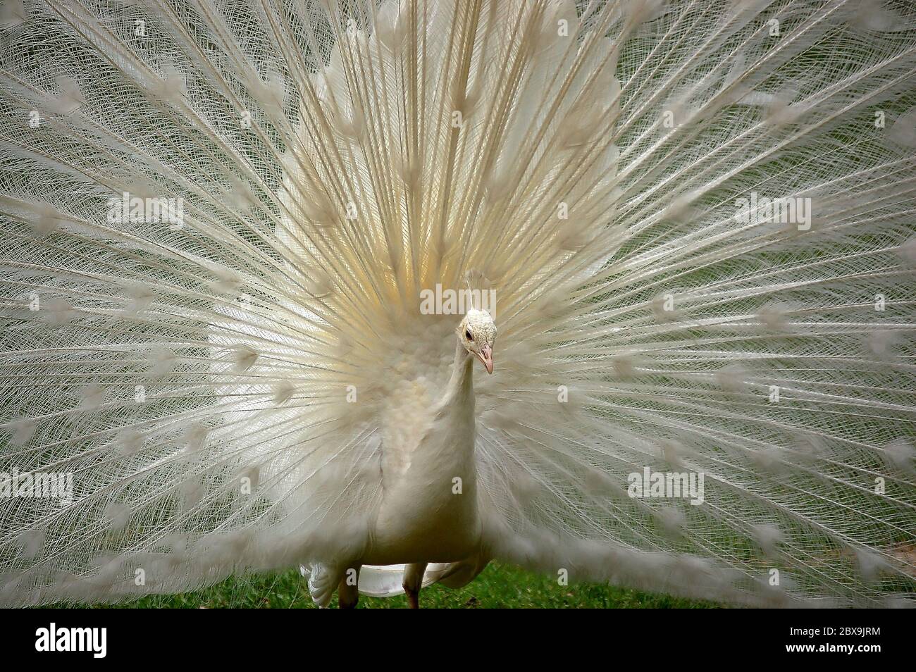 Close-up of a white peacock while showing his open tail Stock Photo