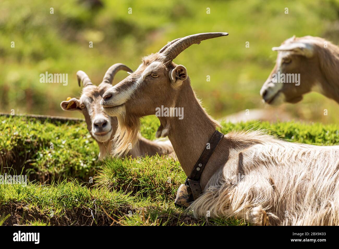 Group of three mountain goats resting on the green grass. Italian Alps, Trentino Alto Adige, Italy, Europe Stock Photo