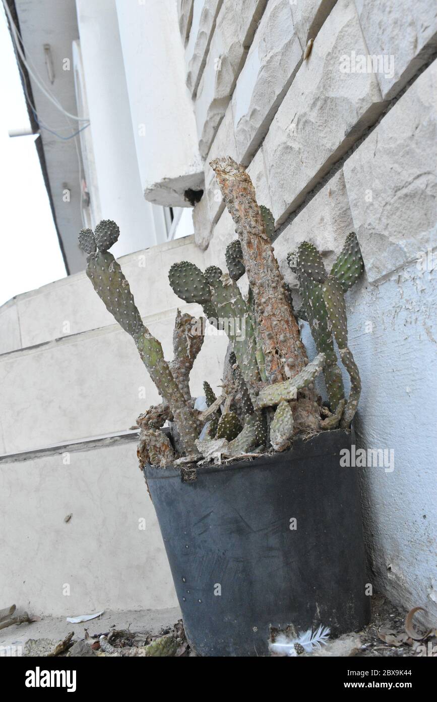 Close up view of Cactus plant in black pot near step. Stock Photo