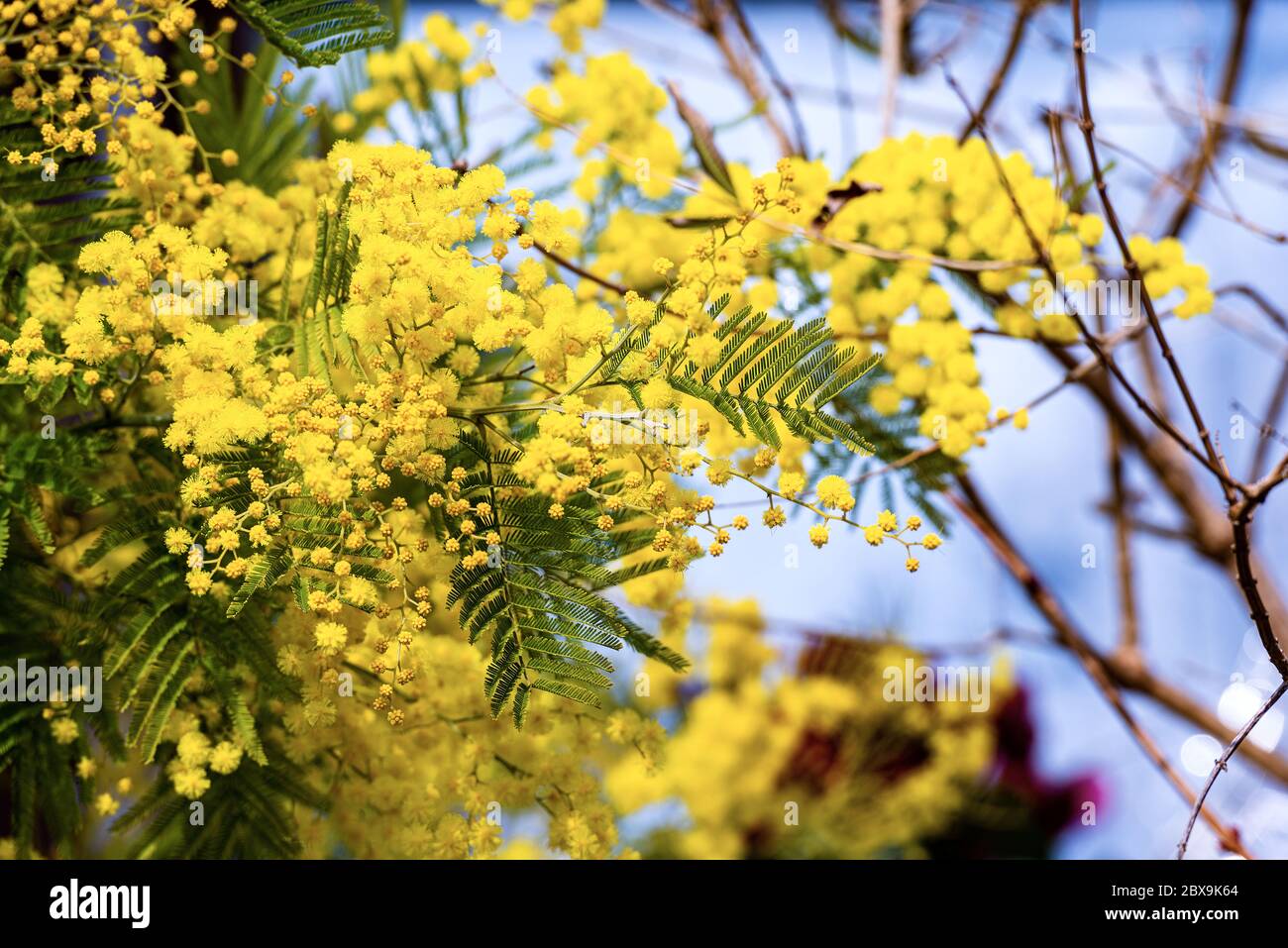 Mimosaceae hires stock photography and images Alamy