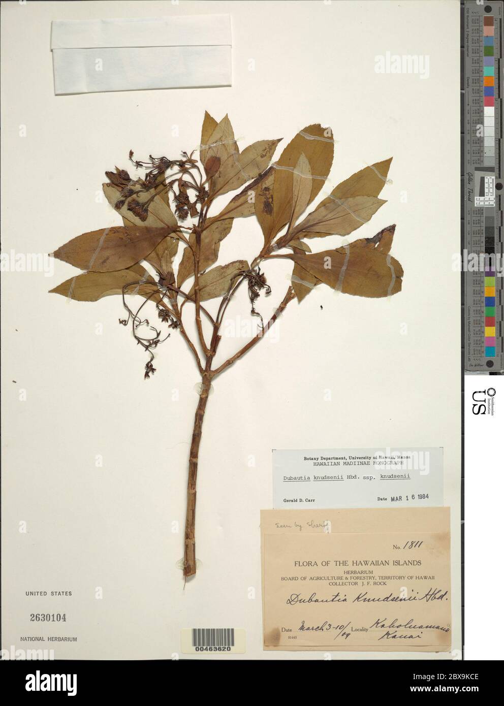Dubautia knudsenii Hillebr subsp knudsenii Dubautia knudsenii Hillebr subsp knudsenii. Stock Photo