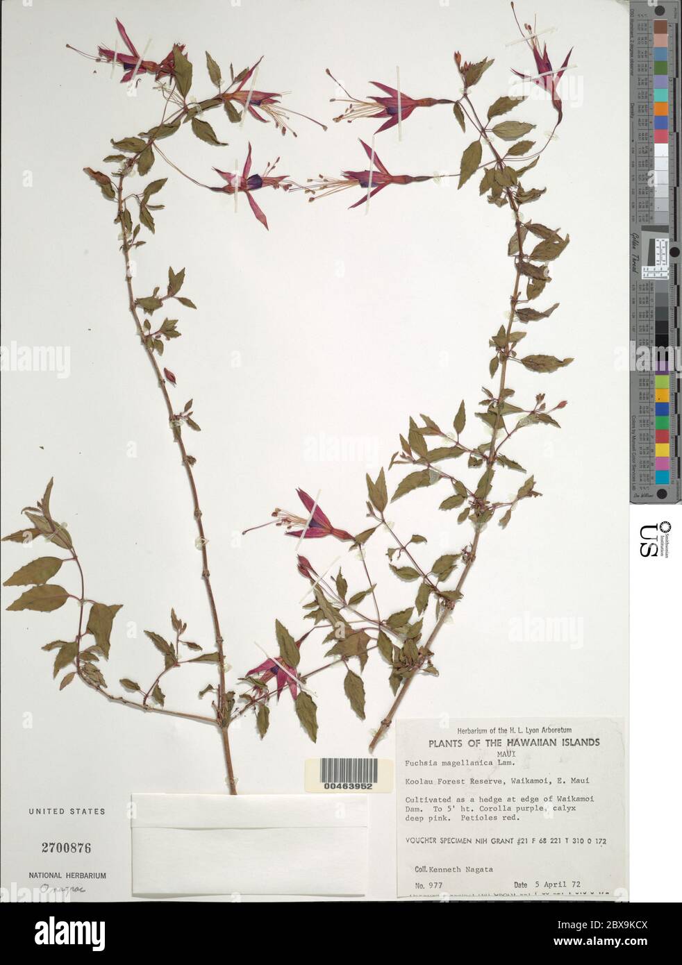 Fuchsia magellanica Lam Fuchsia magellanica Lam. Stock Photo