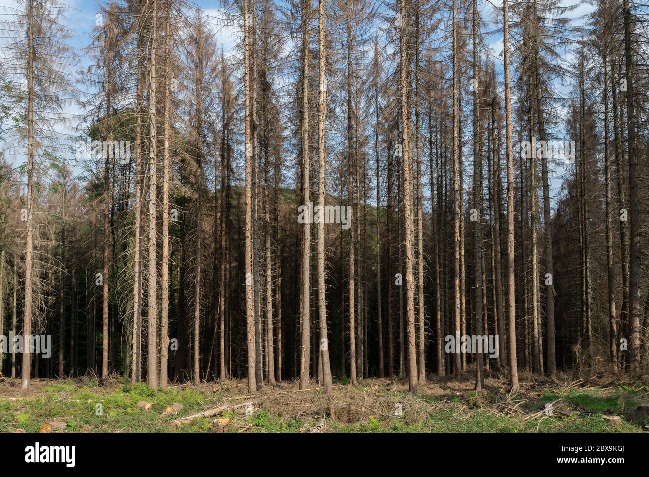 Dead spruces in a forest near Lindlar in the Bergisches Land | Abgestorbene Fichten in einem Wald bei Lindlar im bergischen Land | Stock Photo