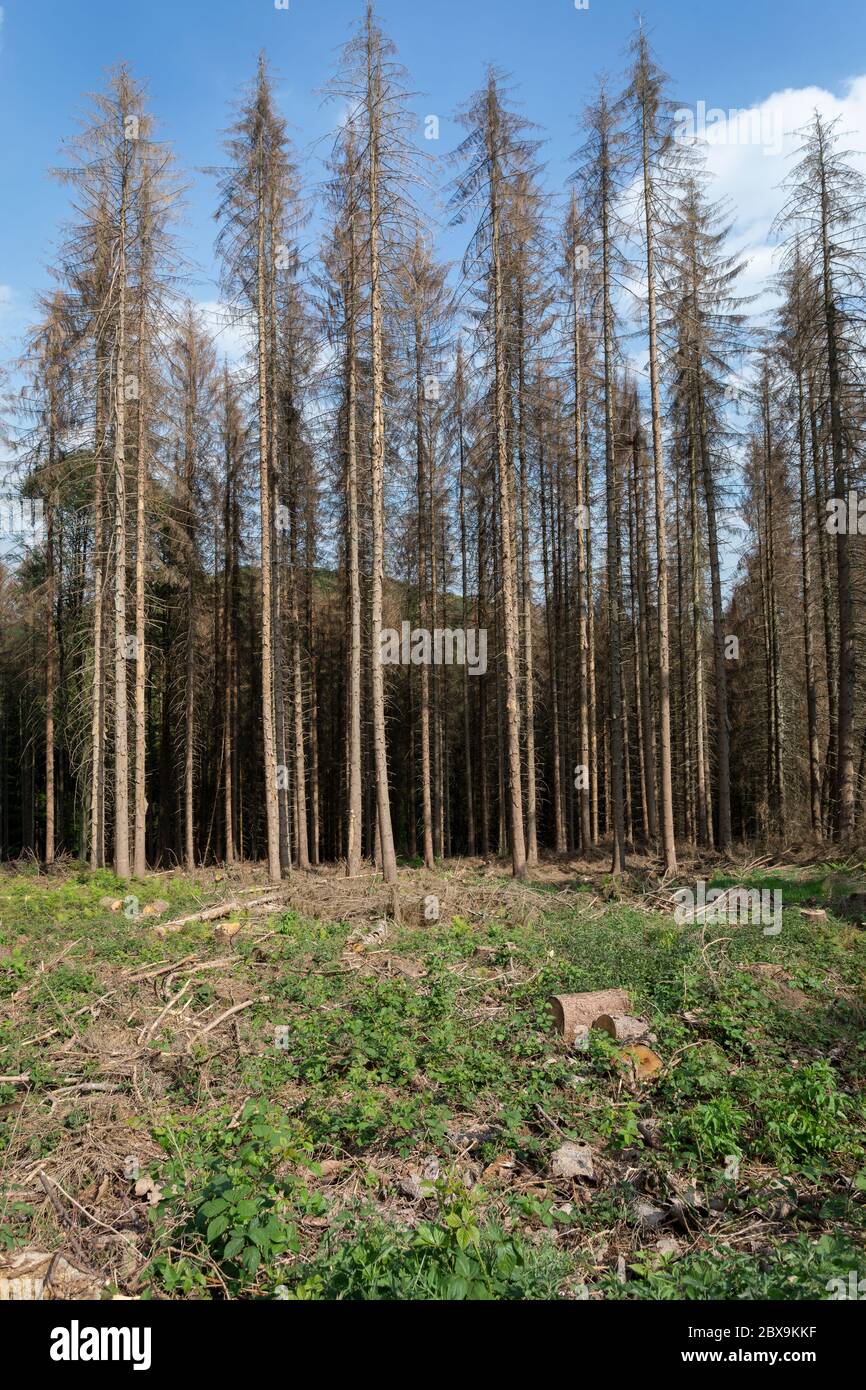 Dead spruces in a forest near Lindlar in the Bergisches Land | Abgestorbene Fichten in einem Wald bei Lindlar im bergischen Land | Stock Photo