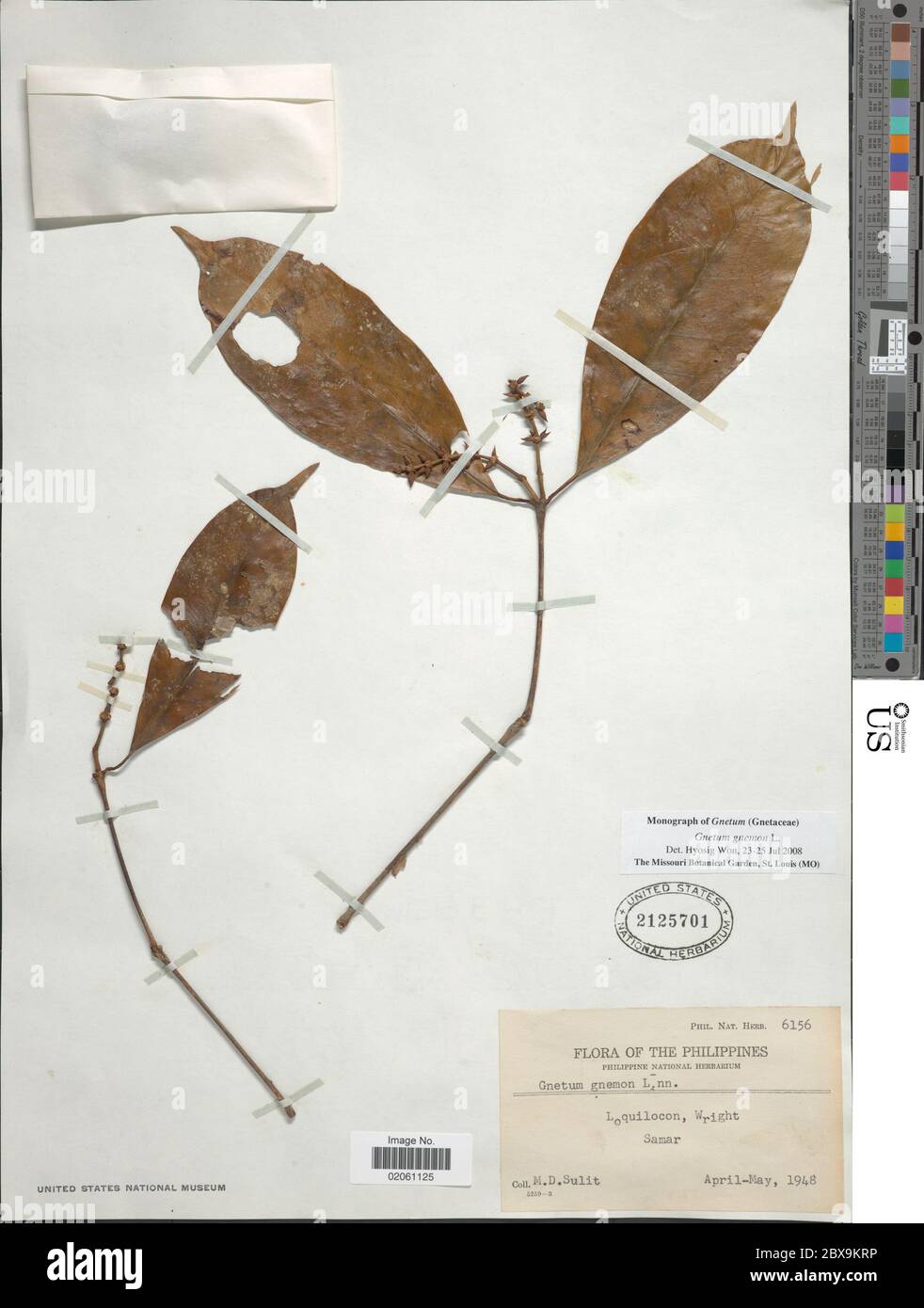 Gnetum gnemon L Gnetum gnemon L Stock Photo - Alamy