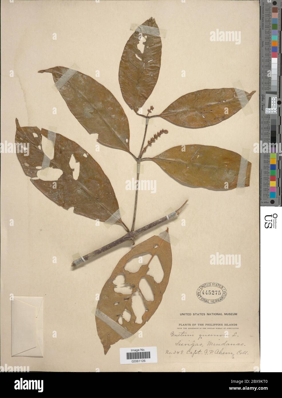 Gnetum gnemon L Gnetum gnemon L Stock Photo - Alamy