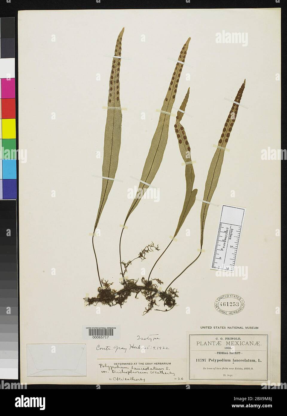 Polypodium lanceolatum var trichophorum Weath Polypodium lanceolatum var trichophorum Weath. Stock Photo