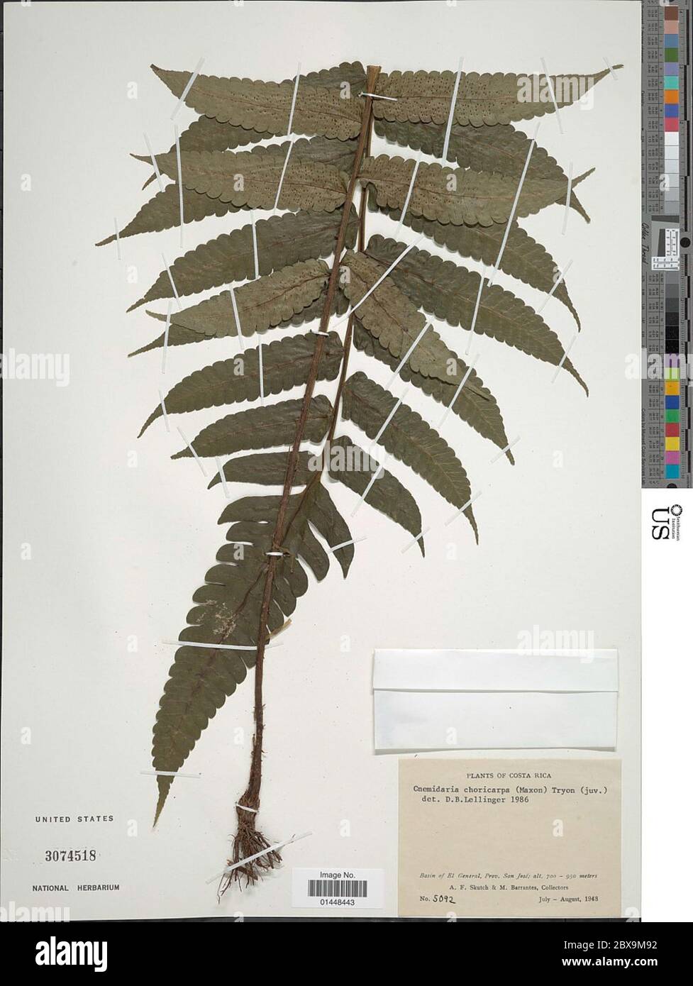 Cyathea choricarpa Maxon Domin Cyathea choricarpa Maxon Domin. Stock Photo