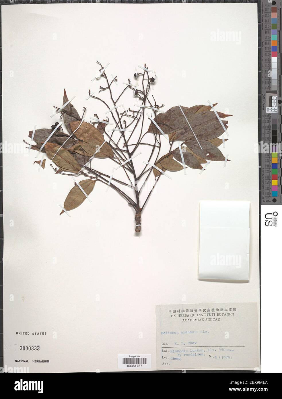 Meliosma rhoifolia Maxim Meliosma rhoifolia Maxim. Stock Photo