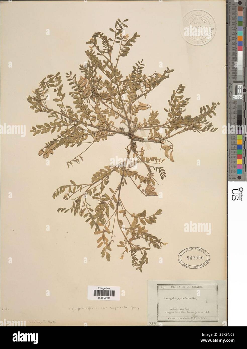 Astragalus sparsiflorus A Gray Astragalus sparsiflorus A Gray. Stock Photo