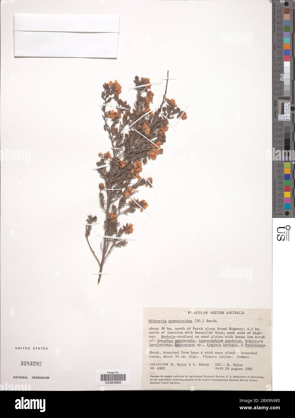 Hibbertia hypericoides Hibbertia hypericoides. Stock Photo