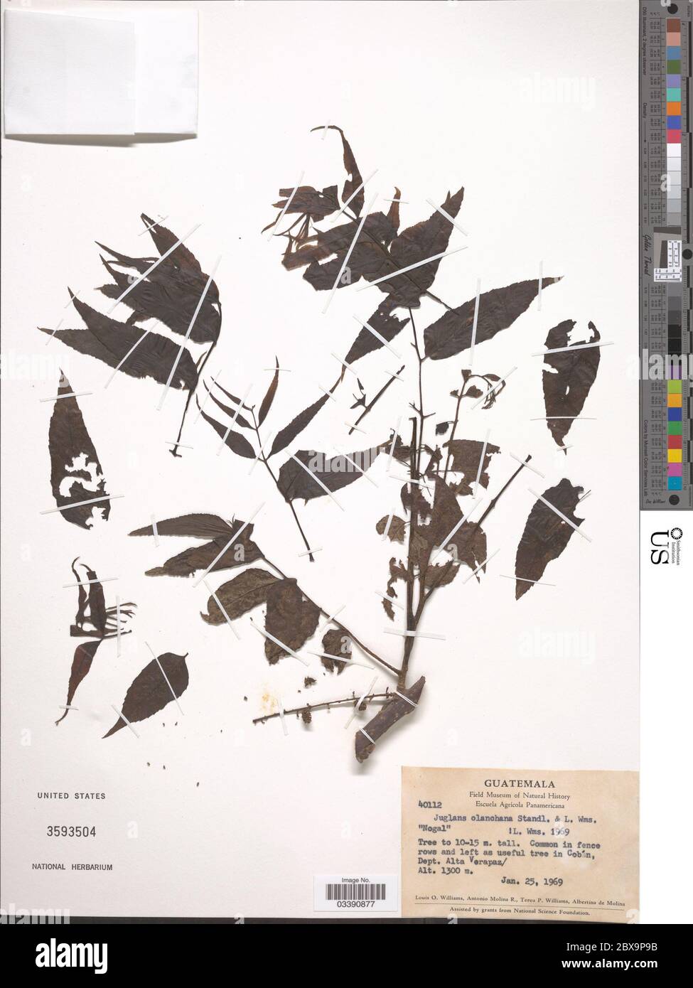 Juglans olanchana Juglans olanchana Stock Photo Alamy