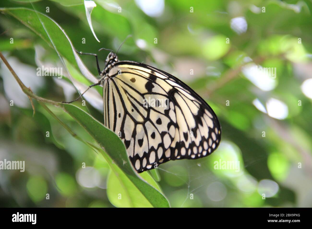 Female butterfly forms hi-res stock photography and images - Alamy
