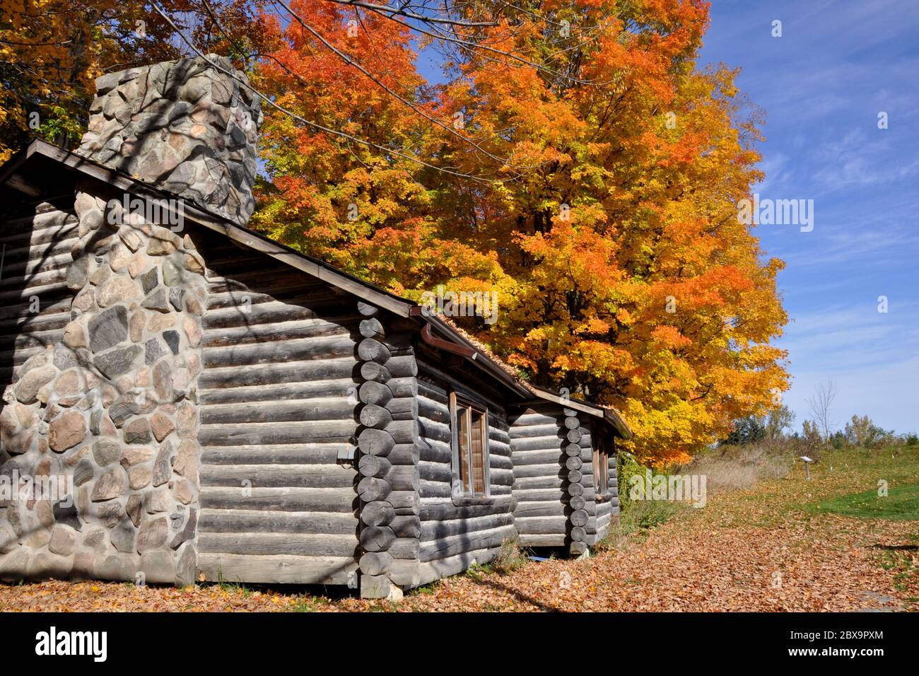 Old wooden log house exterior with maple trees forest, King City