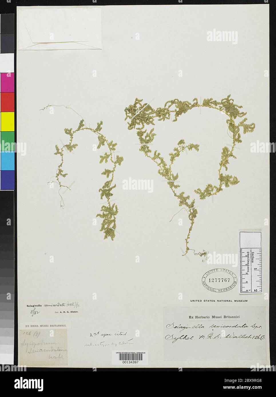 Selaginella semicordata Spring Selaginella semicordata Spring. Stock Photo