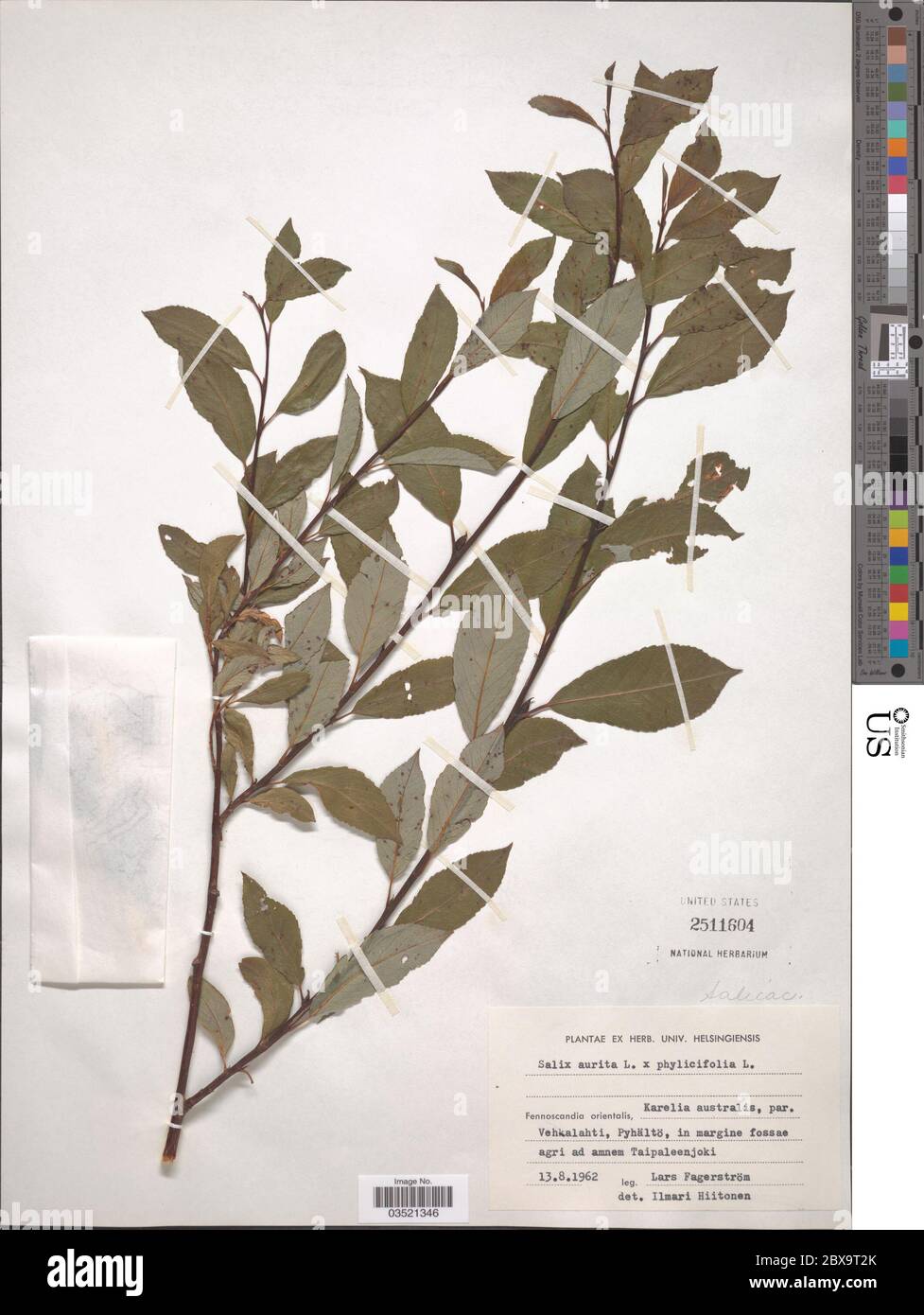 Salix aurita L x S phylicifolia L Salix aurita L x S phylicifolia L. Stock Photo