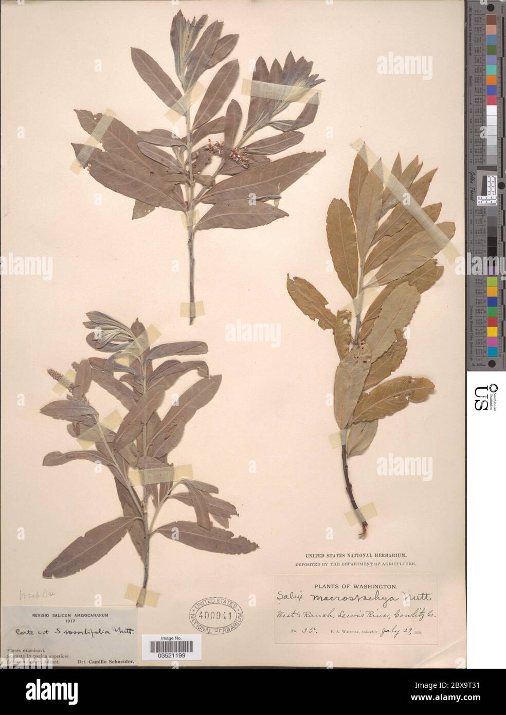 Salix sessilifolia Salix sessilifolia. Stock Photo